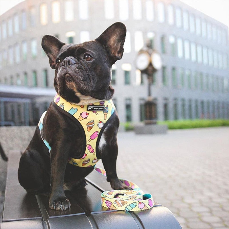Tropical Harness and Leash