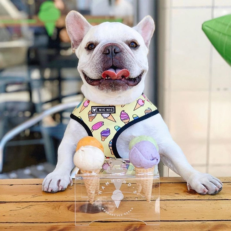 Tropical Harness and Leash