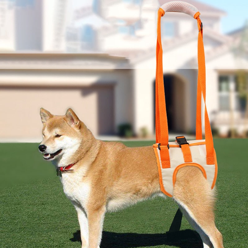 Dog Assist Belt