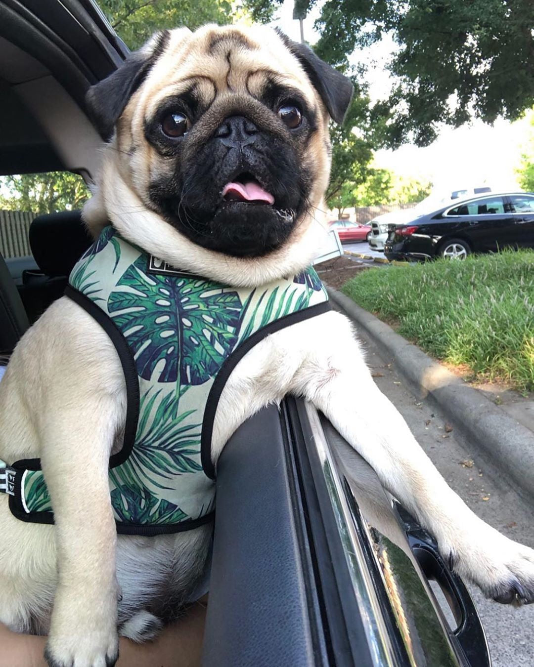 Tropical Harness and Leash