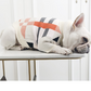 Dog Classic Sweater