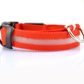 Glowing Dog Collar