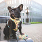 Hawaiian Print Pet Harness and Leash
