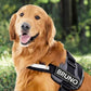 Customizable Dog Harness with Name Embroidery