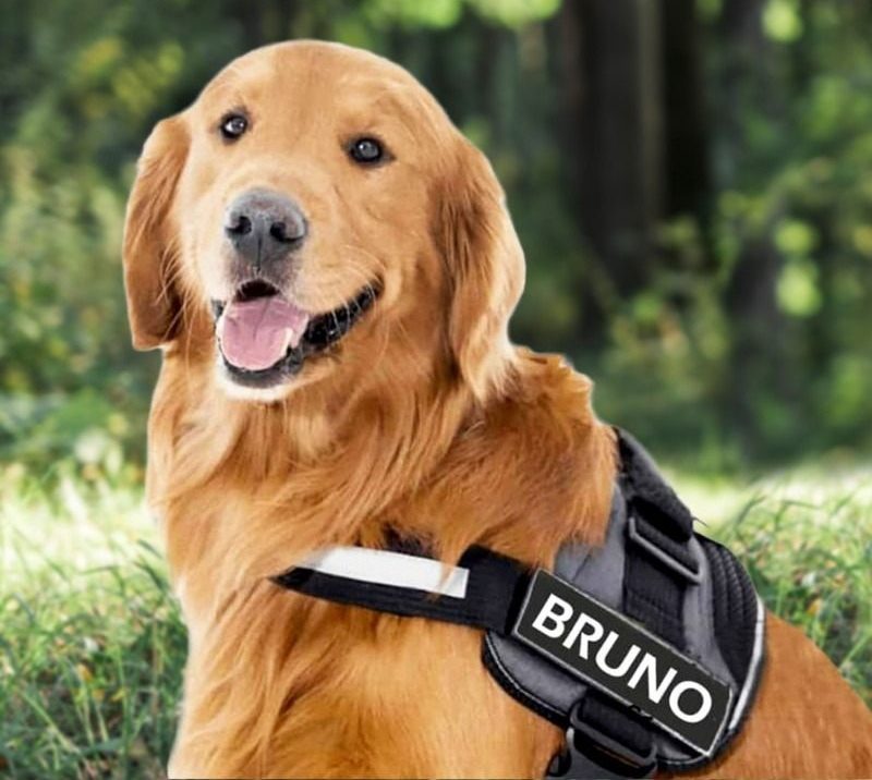 Customizable Dog Harness with Name Embroidery