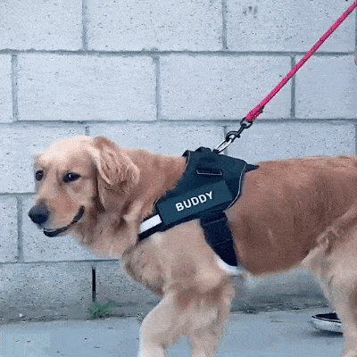 Customizable Dog Harness with Name Embroidery