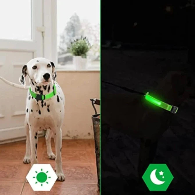 Glowing Dog Collar