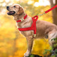 Personalized Dog Harness & Leash Set