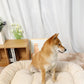 Ergonomic Dog Bed