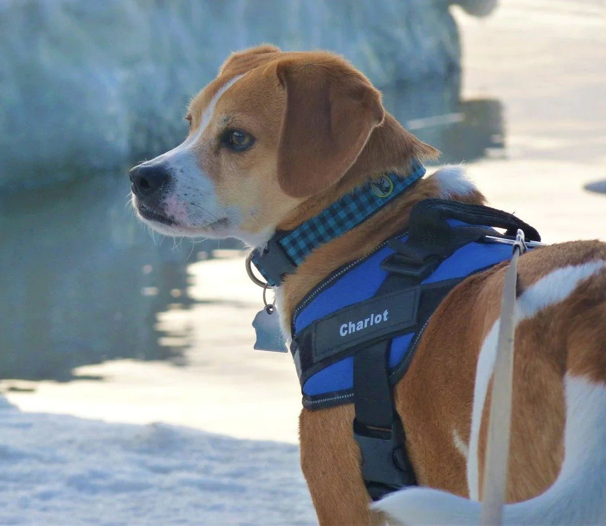 Customizable Dog Harness with Name Embroidery
