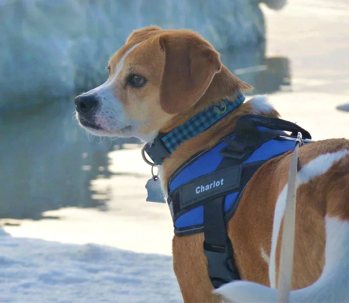 Personal Touch Pet Harness