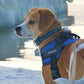 Custom ID Dog Harness