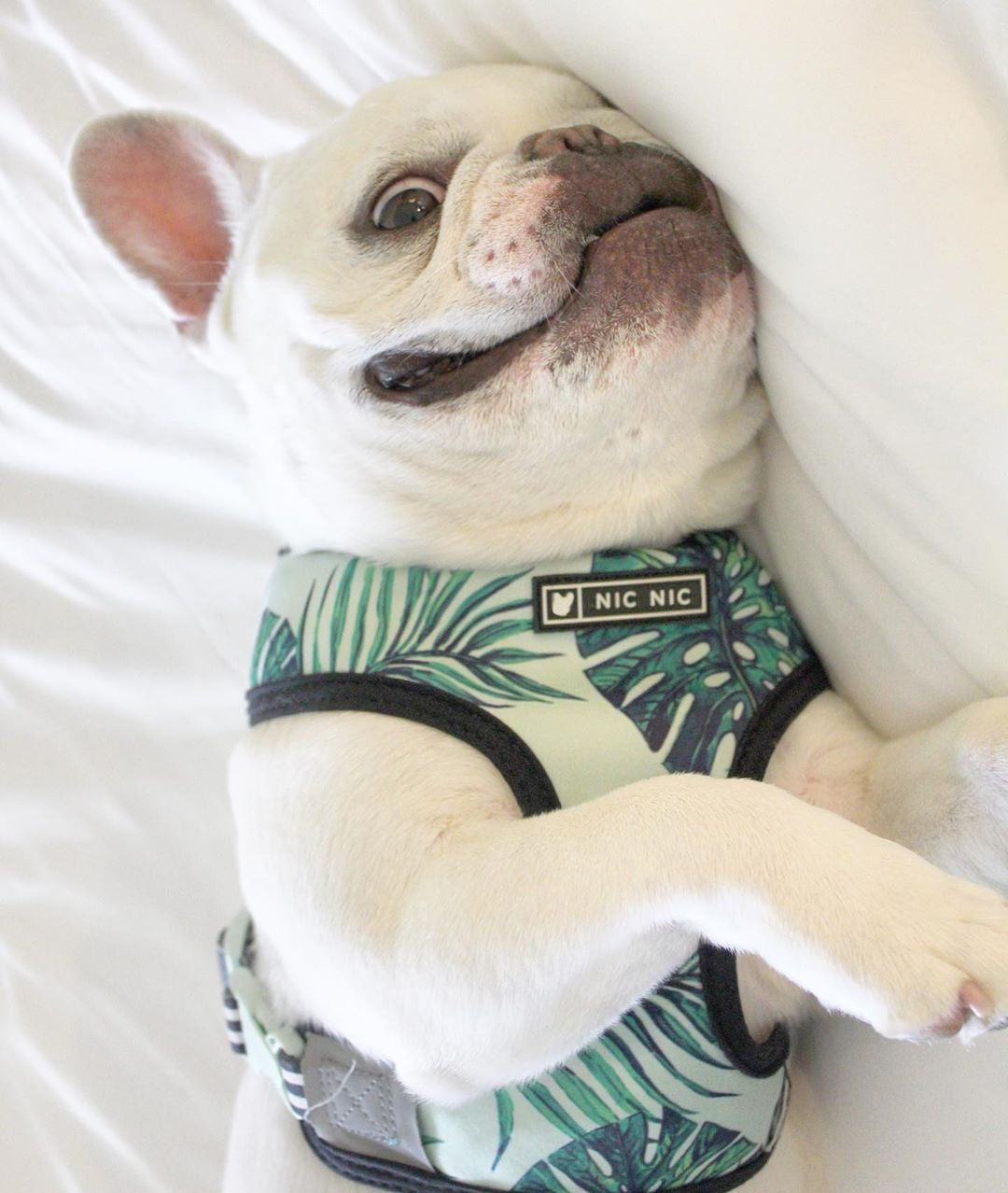 Tropical Harness and Leash