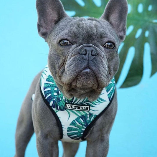 Tropical Harness and Leash