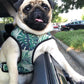 Tropical Harness and Leash