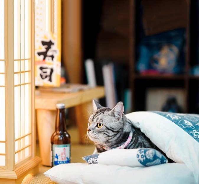 Adorable Japanese Futon Sleeping Bed for Cats