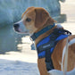 Custom ID Dog Harness